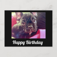 Feliz cumpleaños de French Bulldog lindo