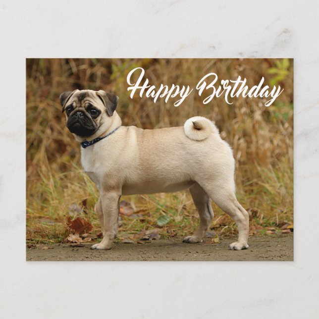 Postal feliz cumpleaños de pug cachorro perro (Anverso)