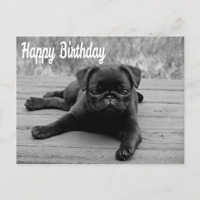 Postal feliz cumpleaños de pug cachorro perro (Anverso)