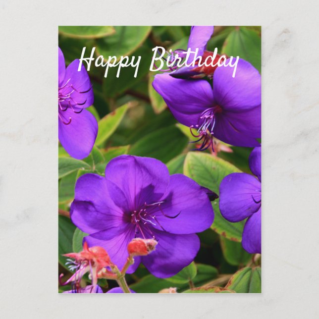 Postal Feliz cumpleaños: Flores moradas de Tibouchina (Anverso)