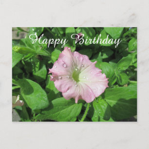 Postal Feliz Cumpleaños Fotografía Pink Petunia