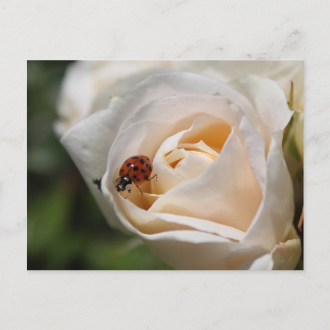 Postal Feliz cumpleaños. Hermosa rosa blanca (Anverso)