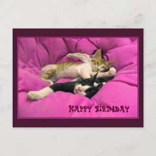 Postal Feliz cumpleaños, lindos gatos