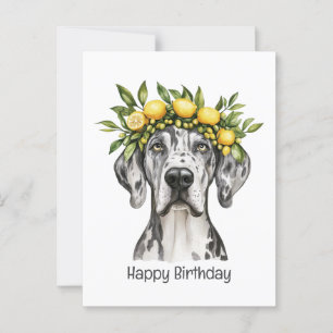 Postal Feliz Cumpleaños Merle Gran Danés Perro Corona de 