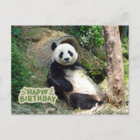 Feliz Cumpleaños Oso Panda Gigante 