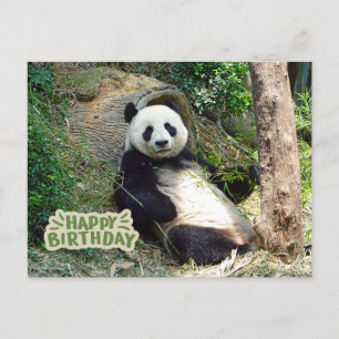 Postal Feliz Cumpleaños Oso Panda Gigante