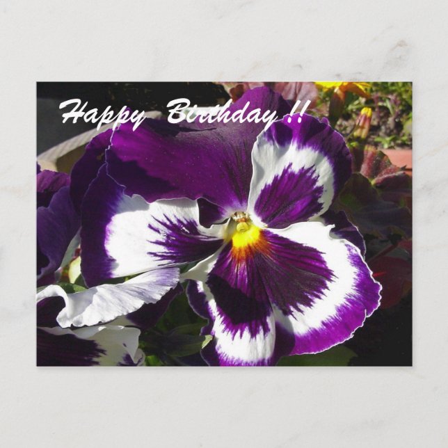 Postal Feliz cumpleaños Pansy (Anverso)