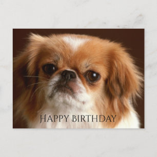 Postal Feliz cumpleaños Pekingese Red Brown Perro de cach