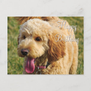 Postal Feliz Cumpleaños Perro Goldendoodle