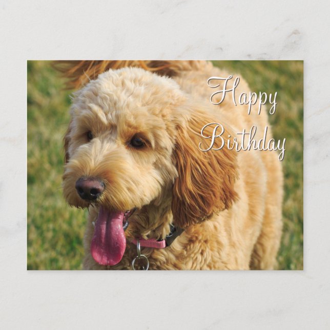Postal Feliz Cumpleaños Perro Goldendoodle (Anverso)