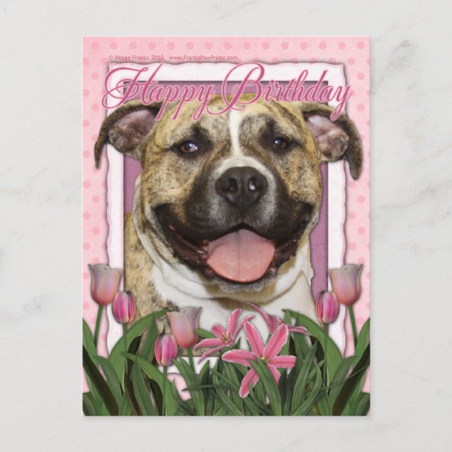 Postal Feliz cumpleaños - Pitbull - Tigre (Anverso)