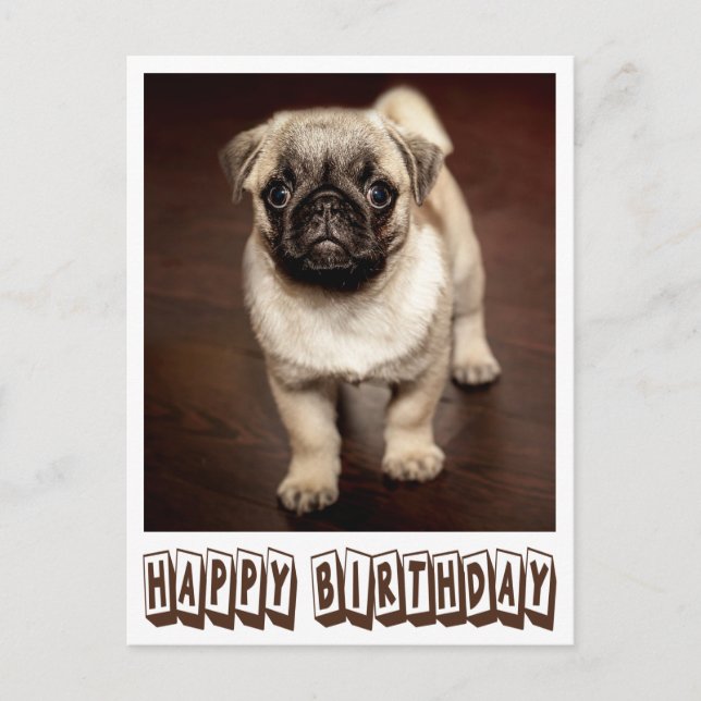 Postal Feliz cumpleaños Pug Puppy Dog Brown Postcard (Anverso)