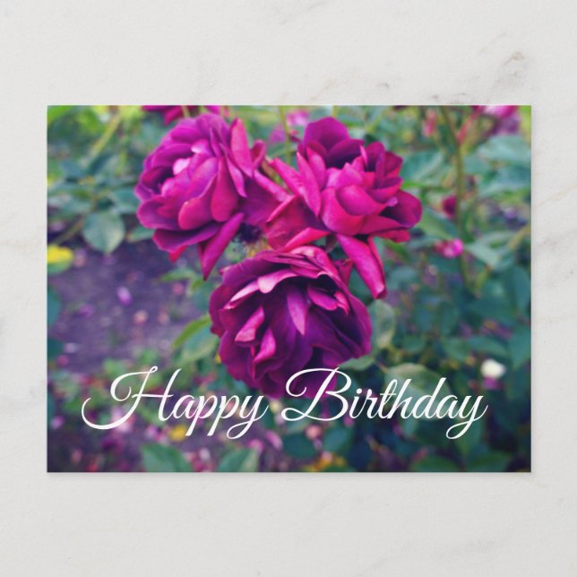 Postal Feliz cumpleaños, Rosa de Iceberg de Borgoña #3-2  (Anverso)