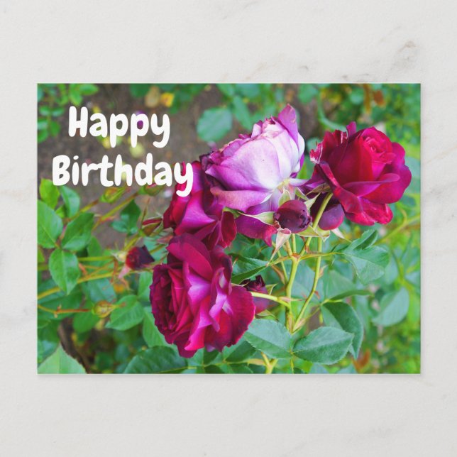 Postal Feliz cumpleaños Rosa de yonder azul salvaje #1 po (Anverso)