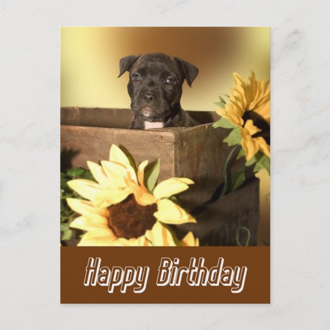 Postal Feliz cumpleaños Staffordshire Terrier Dog Post Ca (Anverso)