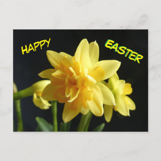 Postal feliz Daffodils de doble flor de Pascua