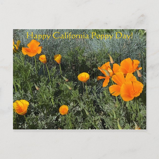 Postal ¡Feliz Día de la Adormidera de California! (Anverso)