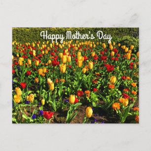 Postal Feliz Día de la Madre Tulipanes Rojos y Amarillos#