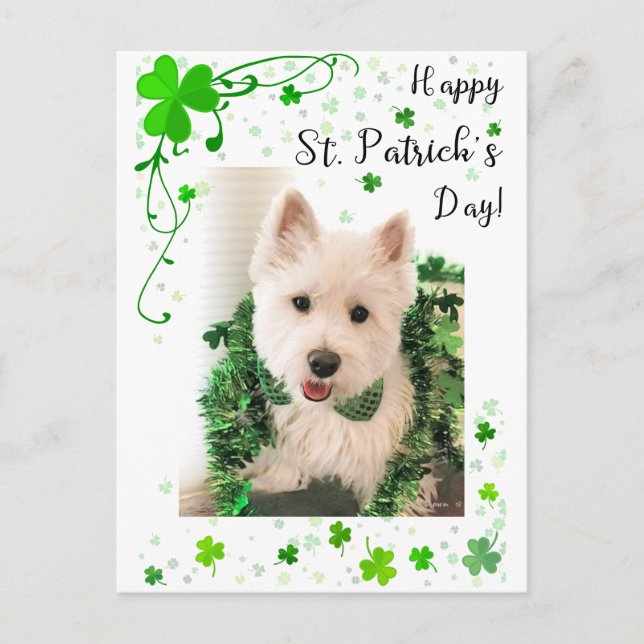 Postal Feliz Día de San Patricio, Perro Westie está listo (Anverso)