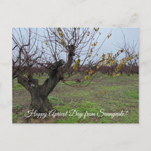 Postal ¡Feliz Día del Apricot desde Sunnyvale!