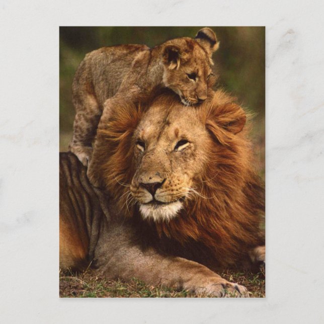 Postal Feliz Día del Padre Papi León y Lion Cub (Anverso)