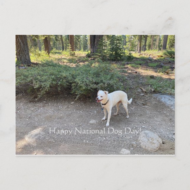 Postal ¡Feliz Día Nacional del Perro! (Anverso)