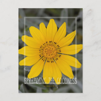 Postal Feliz flor amarilla - Te deseo alegría