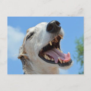 Postal Feliz Greyhound Sonriendo Closeup