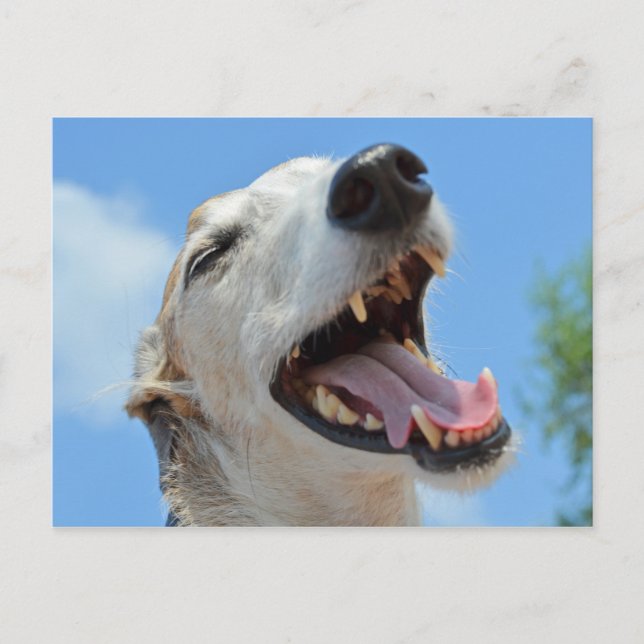 Postal Feliz Greyhound Sonriendo Closeup (Anverso)