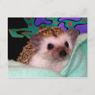 Postal Feliz Hedgehog