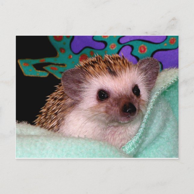 Postal Feliz Hedgehog (Anverso)