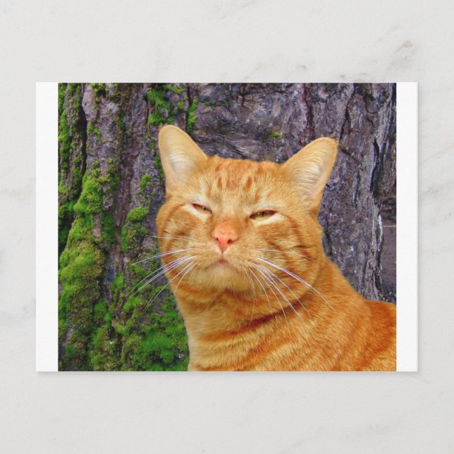 Postal ¡Feliz Kitty Kat! (Anverso)