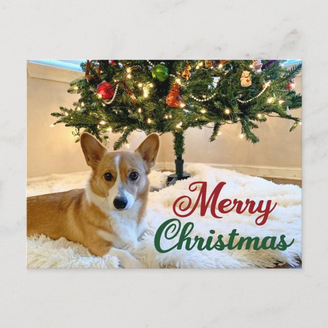 Postal Feliz Navidad Corgi Hermosa Fotografía de Perro (Anverso)