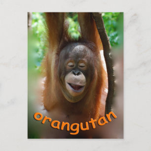 Postal Feliz Orangutan