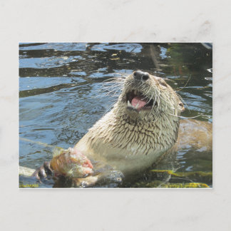 Postal Feliz Otter