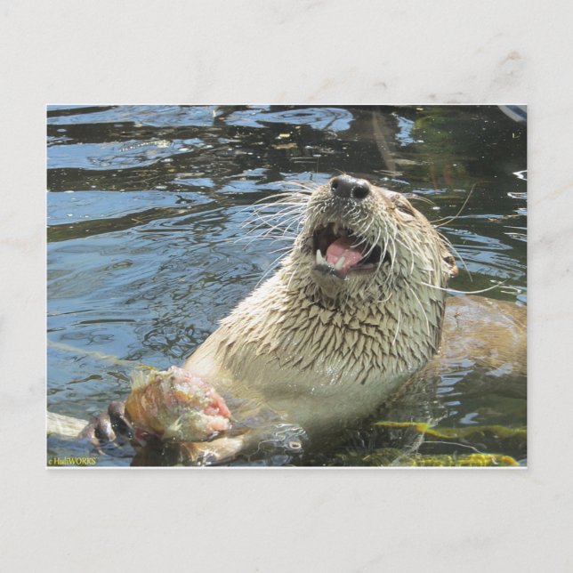 Postal Feliz Otter (Anverso)