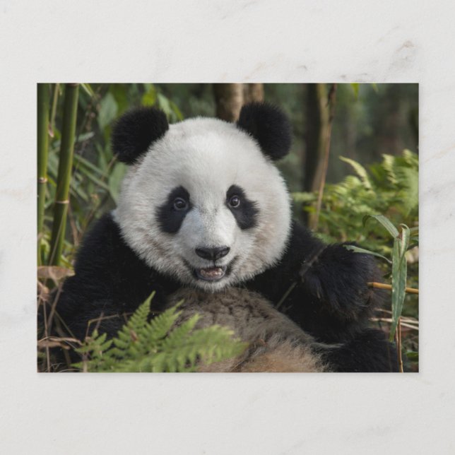 Postal Feliz panda joven, China (Anverso)
