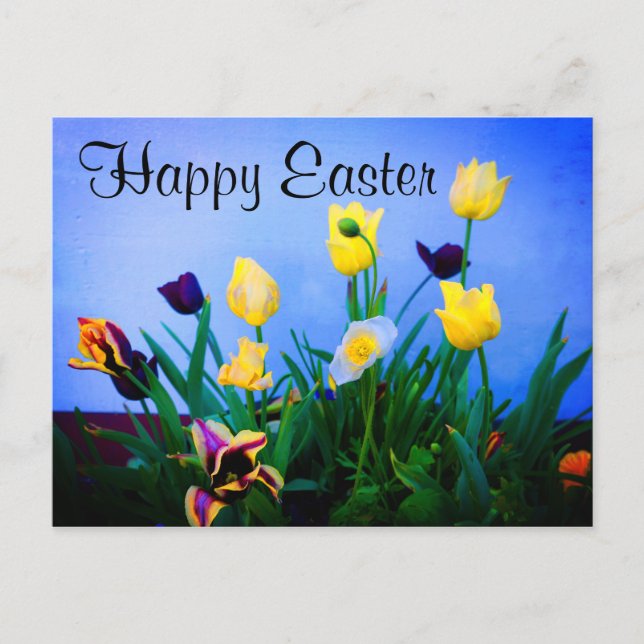 Postal Feliz Pascua Diversos Tulipanes #2 Postcard (Anverso)