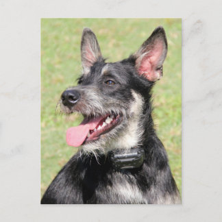 Postal Feliz Pequeña Muerte Negro Y Perro Blanco Cerrado