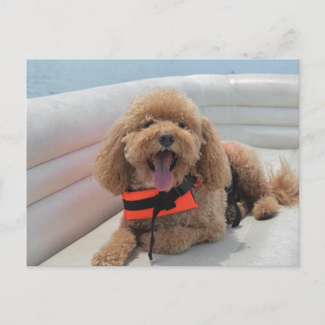 Postal Feliz Perro Cockapoo En Sonrisas De Botes De Ponto (Anverso)