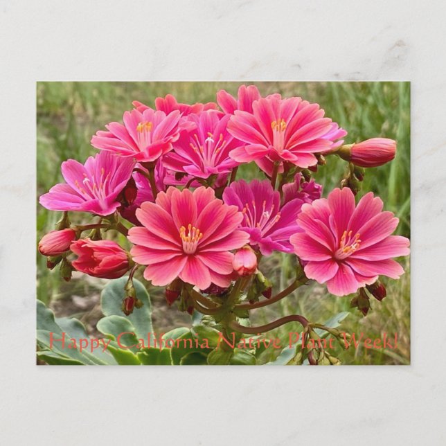 Postal ¡Feliz Semana de Plantas Nativas de California! Po (Anverso)