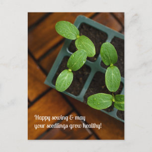 Postal Feliz siembra y jardinería, foto de plántula verde