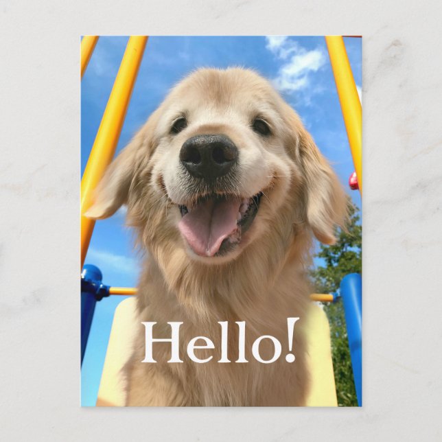 Postal Feliz Sonriente Golden Retriever (Anverso)