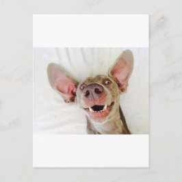 Postal Feliz Weimaraner