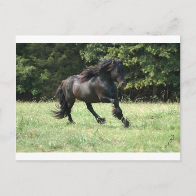 Postal Fell Pony Stallion (Anverso)
