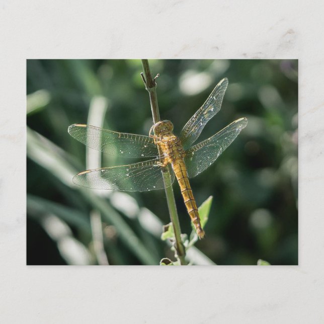Postal Female Keeled Skimmer Dragonfly (Anverso)