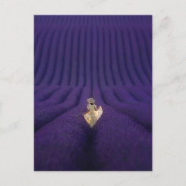 Postal Femme dans un champ de lavande