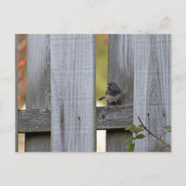 Postal Fence Junco