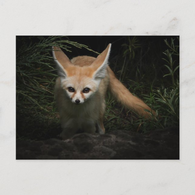 Postal Fennec Fox (Anverso)