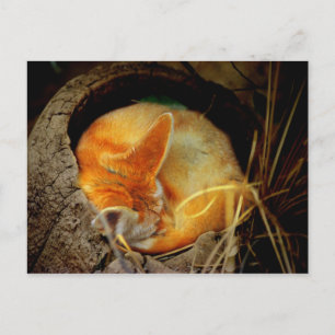 Postal Fennec Fox Post Card